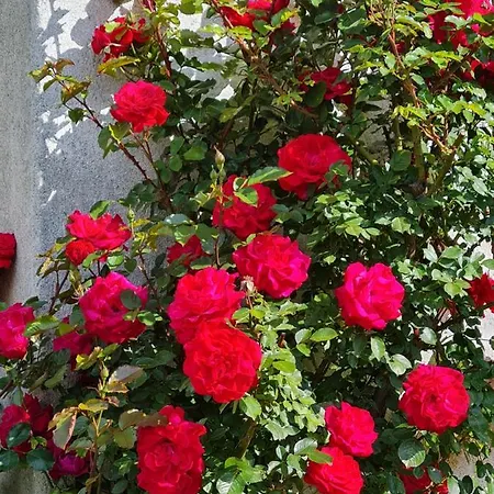 Gstinighof Apartment *